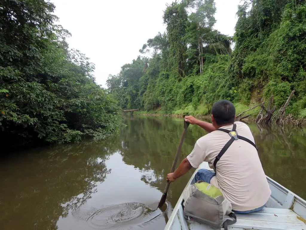 A guide seen from behind paddling a small boat up a narrow river lined with rainforest