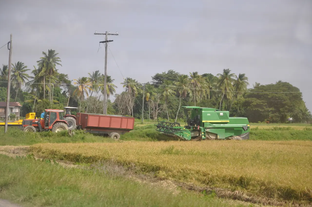 A green combine harvester and a tractor towing a red trailer in a ripe rice field fringed by coconut palms